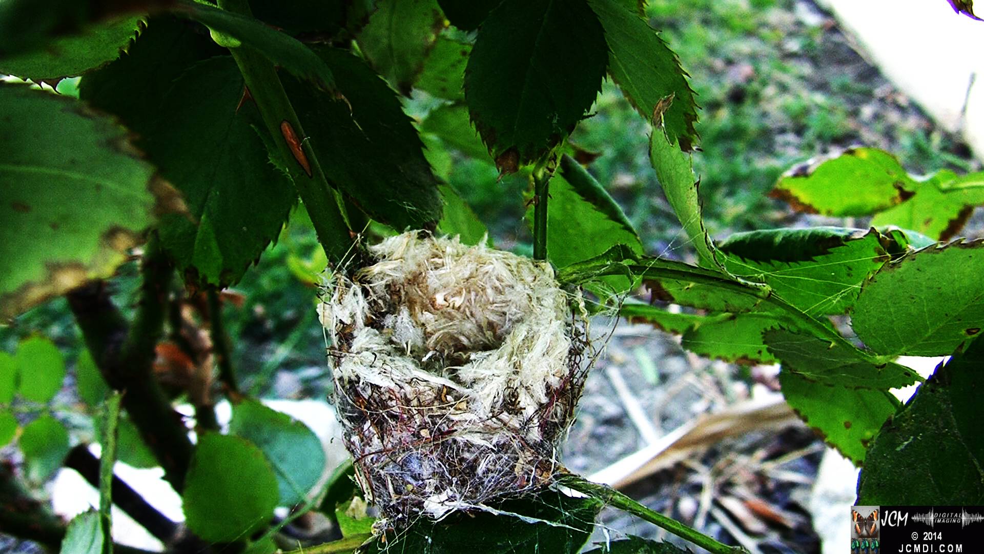 Allen's Hummingbird empty nest under construction...
